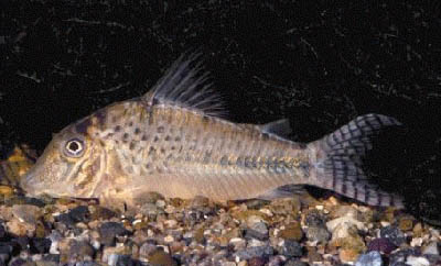 Corydoras sp. C92
